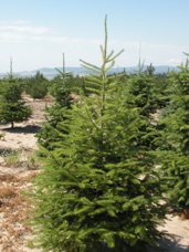 Subalpine Fir